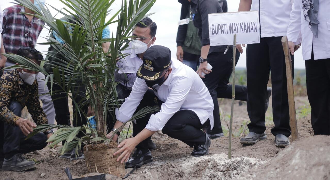 Program Peremajaan Kelapa Sawit Rakyat (PSR) Merupakan Upaya Pemerintah ...