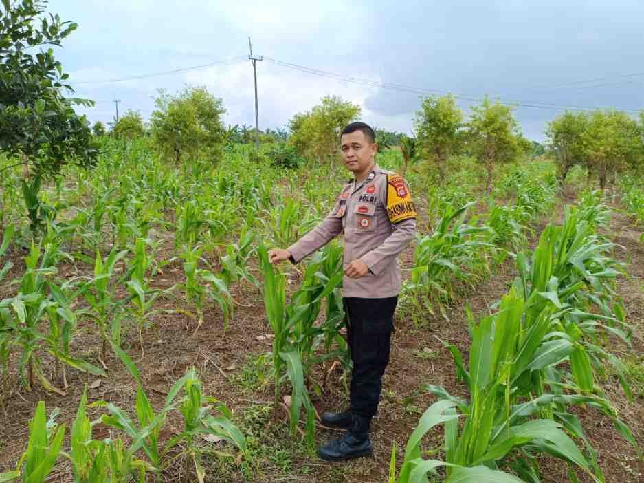 ‎Anggota Polsek Gunungkencana Monitoring dan Kontrol Pertumbuhan Jagung Hibrida di Desa Bulakan ‎