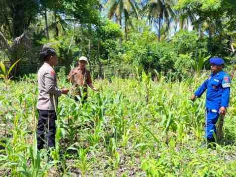 Anggota Polsek Pulo Ampel Pantau lahan jagung pok tani   sinarjaya Kecamatan.Puloamapel