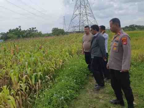 Kapolsek Kresek melakukan pengecekan pertumbuhan pohon Jagung di Desa Pasirampo