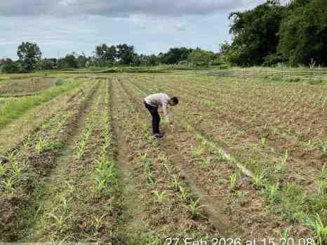 Polsek Panongan Dukung Ketahanan Pangan, Bhabinkamtibmas Cek Perkembangan Jagung Hibrida di Mekar Jaya