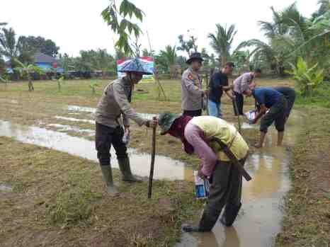 Polsek Panggarangan Bersama Muspika  Laksanakan Penanaman Jagung Serentak