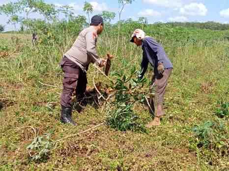 Gemakan Ketahanan Pangan, Bahbinkamtibmas Polsek Menggala Turun Langsung Ke Tengah Para Petani
