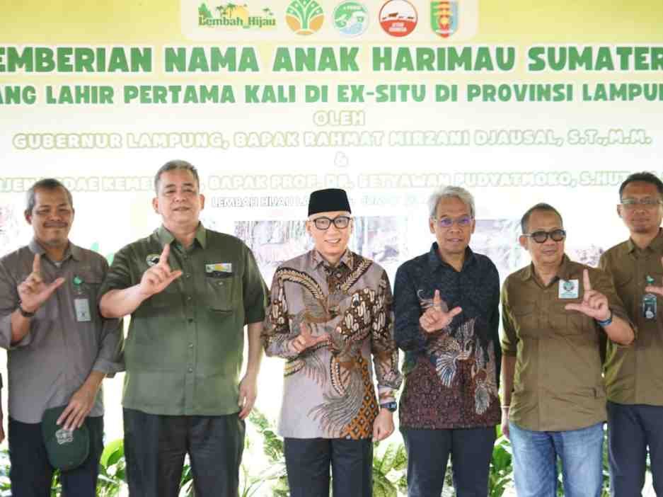 Anak Harimau Sumatera Tampil Perdana, Gubernur Lampung Resmikan Nama