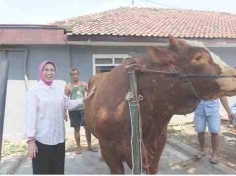 Sapi Kang Jo Terpilih Jadi Hewan Kurban Presiden, Angkat Potensi Peternak Lokal Lumajang