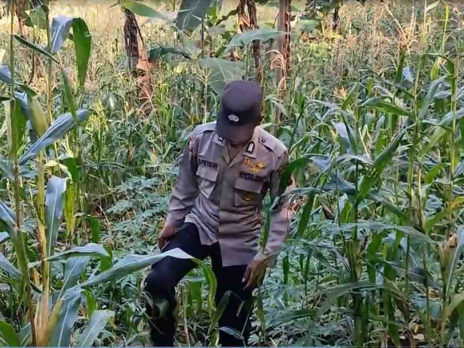 Dukung Asta Cita Presiden, Bhabinkamtibmas Polsek Pronojiwo Pantau Kondisi Tanaman Jagung di Lahan Warga