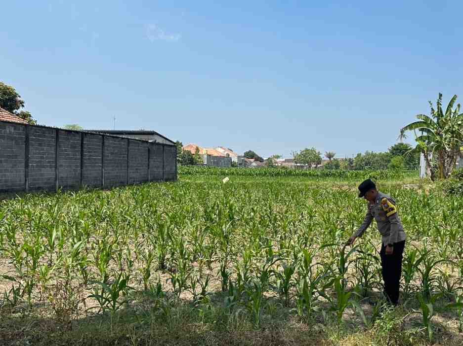 Dukung Ketahanan Pangan, Polsek Lumajang Kota Cek Lahan Jagung