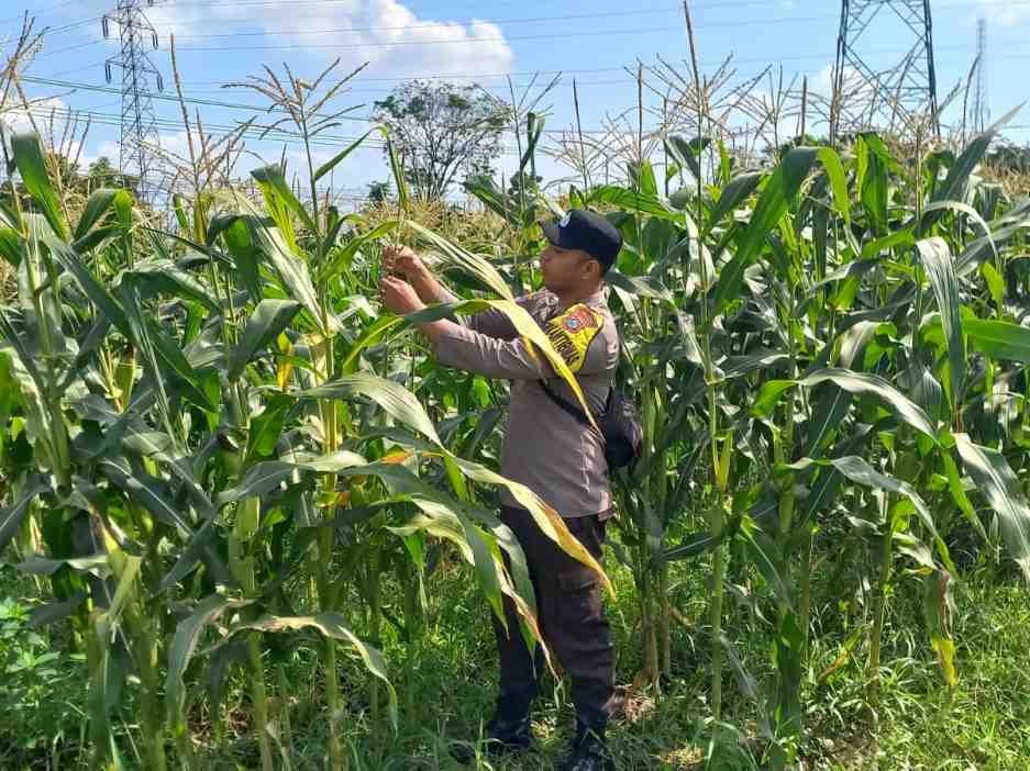 Dukung Asta Cita Presiden, Bhabinkamtibmas Desa Kutorenon Cek Lahan Jagung dan Serap Aspirasi Petani