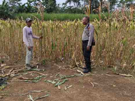 Sinergi Polri dan Petani, Bhabinkamtibmas Polsek Kedungjajang Pendampingan Lahan Jagung di Desa Krasak