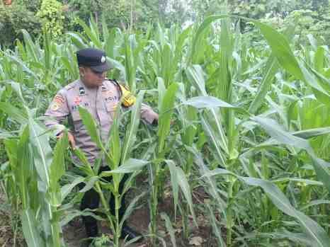 Polsek Jatiroto Cek Tanaman Jagung Warga, Dukung Program Ketahanan Pangan di Lumajang