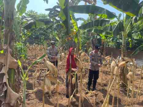 Kawal Ketahanan Pangan, Bhabinkamtibmas Polsek Padang Dampingi Warga Panen Jagung