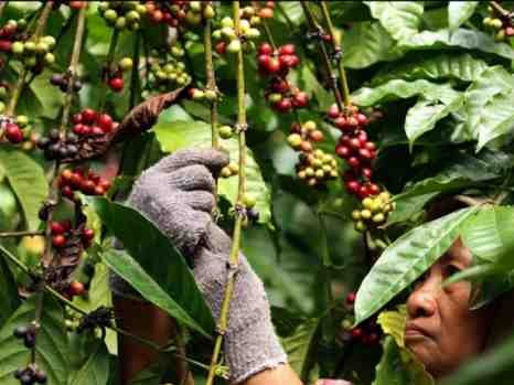 *Dukung Petani Lokal, Bupati Lutra Imbau Pengusaha Warkop Sajikan Kopi Rongkong dan Seko*