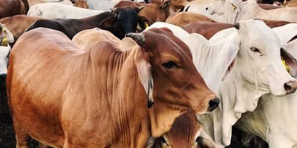 3 Ekor Sapi 3 Ekor Kambing Qurban di Badan Narkotika Nasional Provinsi