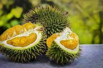 ilustrasi-durian.jpg