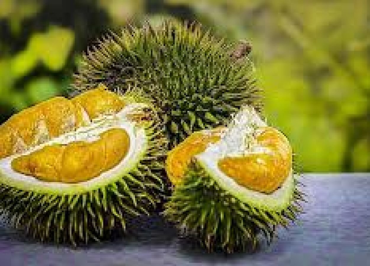 ilustrasi-durian.jpg