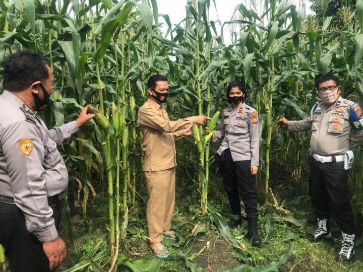 jagung.jpg