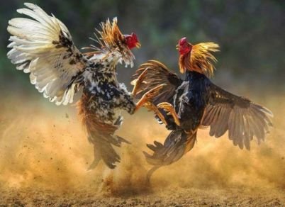 sabung-ayam-pinterest-703x510-1.jpeg