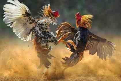 sabung-ayam-pinterest-703x510-1.jpeg