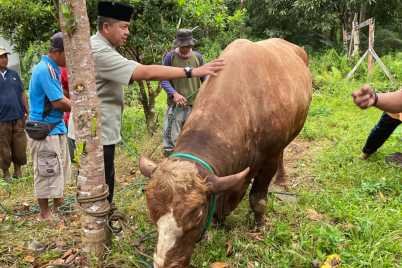 sapi-2.jpg