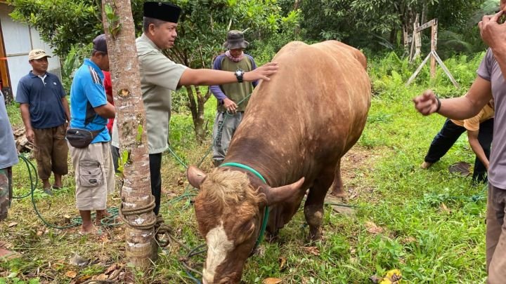 sapi-2.jpg
