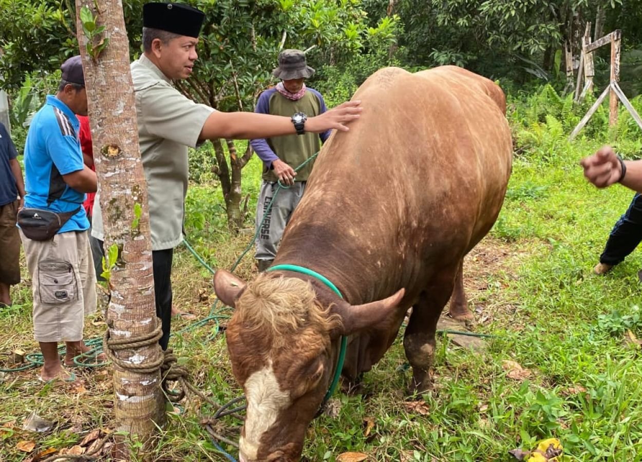 sapi-2.jpg